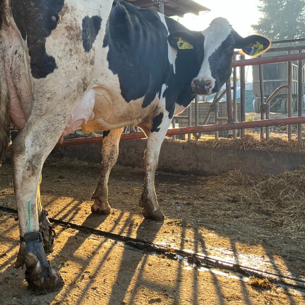 Bovino con stivale
